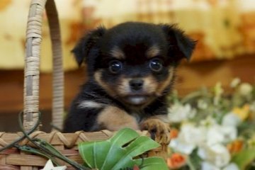 チワワ(ロング)【千葉県・男の子・2015年6月25日・ブラック&タン】の写真「」