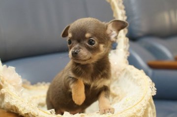 チワワ(スムース)【千葉県・男の子・2020年10月10日・ブルータン】の写真「とてもきれいなイザベラに近い　明るいブルー」