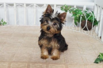 ヨークシャーテリア【千葉県・男の子・2015年8月15日・スチールブルー&タン】の写真「」