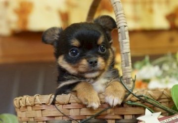 チワワ(ロング)【千葉県・女の子・2015年6月25日・ブラック&タン】の写真「」