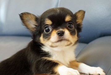 チワワ(ロング)【千葉県・女の子・2021年1月3日・ブラックタン・ホワイト】の写真「可愛い女の子」