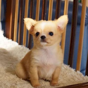 チワワ(ロング)【千葉県・女の子・2022年9月9日・ゴールド&ホワイト】の写真「上品な瞳のチビ姫」
