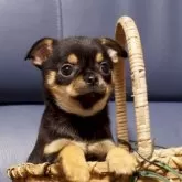 チワワ(スムース)【千葉県・男の子・2023年10月12日・ブラック&タン】の写真1「12/11撮影」