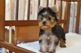 ヨークシャーテリア【千葉県・男の子・2017年6月18日・スチールブルー&タン】の写真2