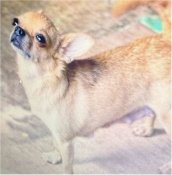 チワワ(スムース)【・女の子・2023年5月20日・レッド】