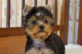 ヨークシャーテリア【千葉県・男の子・2017年6月18日・スチールブルー&タン】の写真3