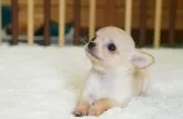 チワワ(ロング)【千葉県・男の子・2016年5月30日・クリーム&ホワイト】の写真4