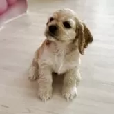 アメリカンコッカースパニエル【群馬県・男の子・2025年2月11日・バフ】の写真5