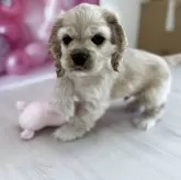 アメリカンコッカースパニエル【群馬県・男の子・2025年2月11日・バフ】の写真2