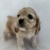 アメリカンコッカースパニエル