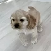 アメリカンコッカースパニエル【群馬県・男の子・2025年2月11日・バフ】の写真6