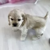 アメリカンコッカースパニエル【群馬県・男の子・2025年2月11日・バフ】の写真11