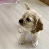 アメリカンコッカースパニエル【群馬県・男の子・2025年2月11日・バフ】の写真12