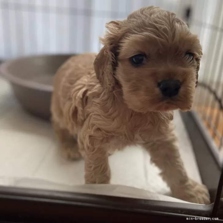 ID:2401-01047の子犬