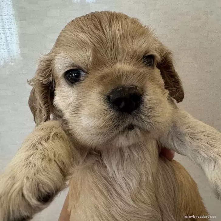 ID：2407-04354の子犬