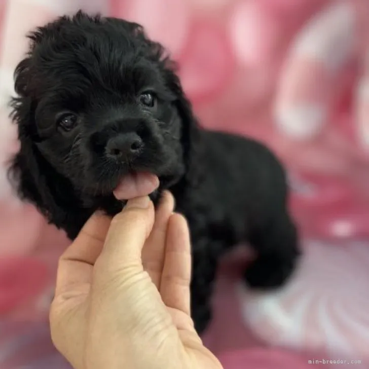 京都からのお迎え 様のお迎えした子犬