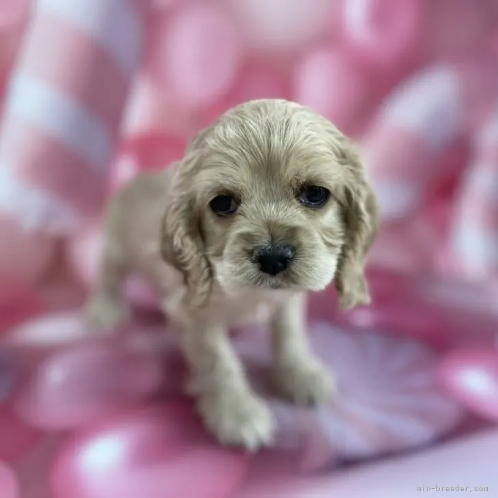 ID:2304-00390の子犬