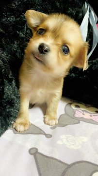 チワックスとチワワのミックスちゃん【北海道・女の子・2021年3月10日・黒のぶちは消えてレッドになります。】の写真「今日現在446gのミックスちゃんです😊」