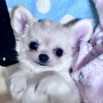 チワワ(ロング)【広島県・男の子・2025年4月10日・クリーム】の写真「パパはJKCチャンピオン♪可愛い男の子です^ ^」