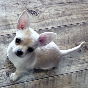 チワワ(スムース)【広島県・女の子・2025年9月20日・フォ-ン&ホワイト】の写真「パパはチャンピオン♪可愛い女の子です」