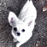 チワワ(ロング)