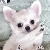 チワワ(ロング)