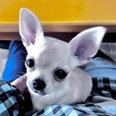 チワワ(スムース)