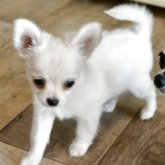 チワワ(ロング)