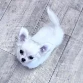 チワワ(ロング)