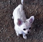 チワワ(ロング)