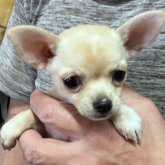 チワワ(スムース)