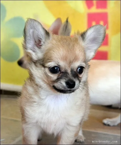 ID：1902-02701の子犬