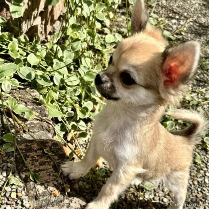 ID：2210-03085の子犬