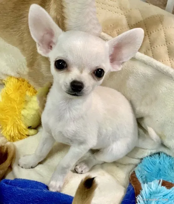 ID：2112-01600の子犬