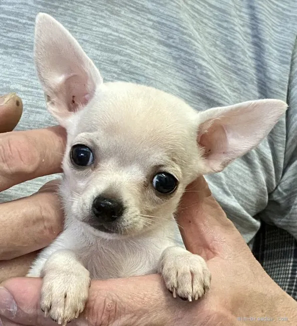 ゆっち 様のお迎えした子犬