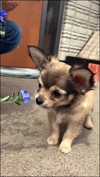 チワワ(ロング)【広島県・男の子・2017年8月2日・フォ-ン&ホワイト】の写真「パパはチャンピオン　しっかりした男の子です」