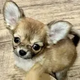 チワワ(ロング)【広島県・女の子・2023年4月22日・レッド&ホワイト】の写真1「2023.6.30撮影しました」