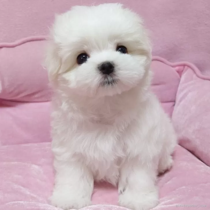 ID：2509-03394の子犬