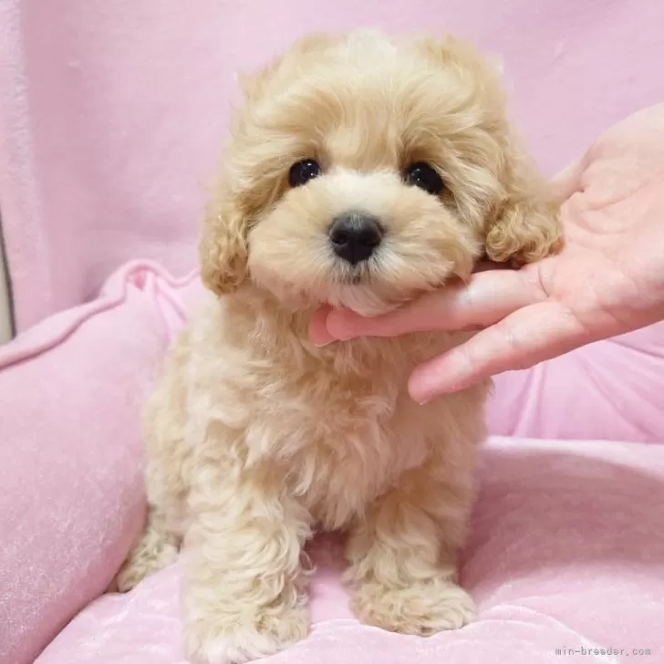 ID:2510-00739の子犬