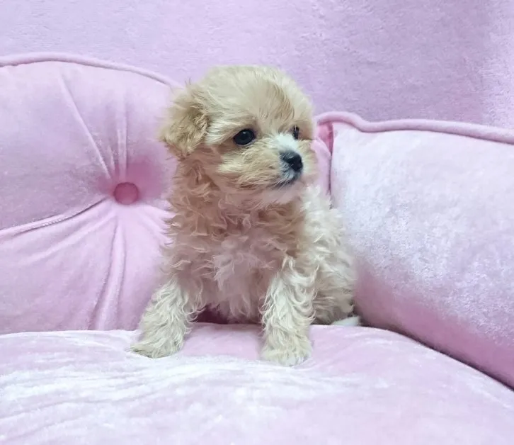 シフォン 様のお迎えした子犬