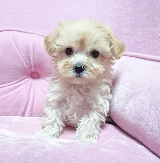 さくはる 様のお迎えした子犬