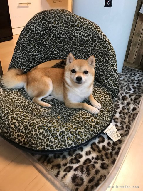 杉谷　知佳(すぎたに　ちか)ブリーダー(福井県・柴犬など・日本犬保存会登録)の紹介写真2