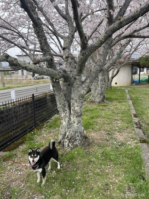 杉谷　知佳(すぎたに　ちか)ブリーダー(福井県・柴犬など・日本犬保存会登録)の紹介写真7