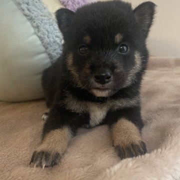 柴犬(豆柴)【福井県・男の子・2025年8月21日・黒毛】の写真「極小黒毛の男の子。出産多数ですので特別価格！」