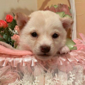 柴犬(豆柴)【福井県・女の子・2025年7月15日・白毛】の写真「とっても可愛いお顔の女の子」