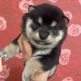 豆柴