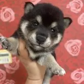 豆柴