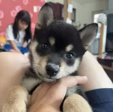 豆柴【福井県・女の子・2025年4月21日・黒毛】の写真2「とっても可愛い子で性格も尻尾ふりふりで人間大好きっ子です😊」