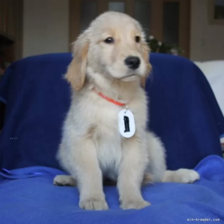 ID:2412-04274の子犬