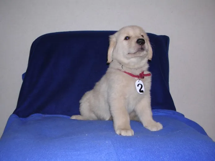 ID:1406-00149の子犬